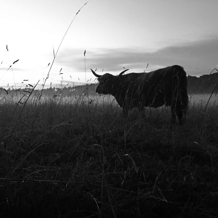 highland_cattle_2930_BW